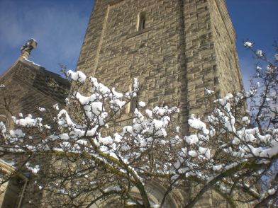 branches and snow