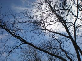 sky and branches