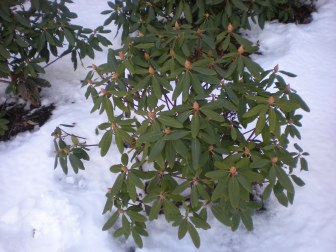 winter plant
