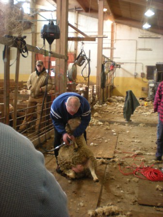 shear 1