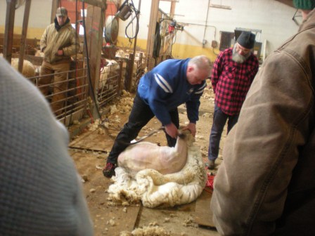 shear 2