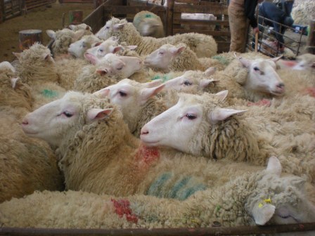 sheep 1