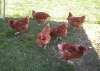 Beautiful egg laying hens