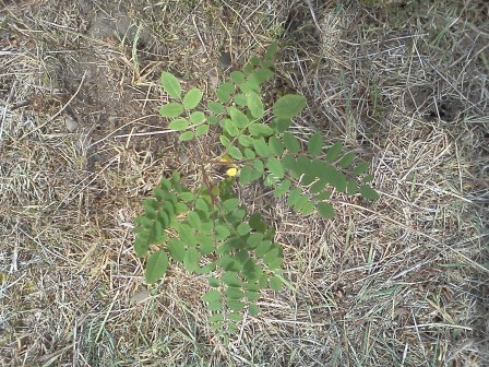 Super happpy to plant beautiful Locust trees!