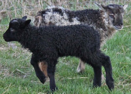 "Twin ram lambs, one solid black, and the other a single gene grey mouflon" Red Brick Road Farm, 2013