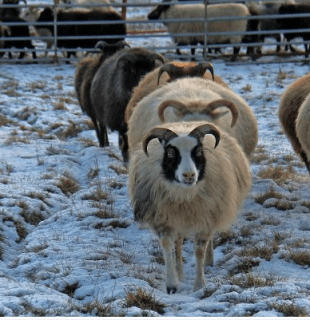 Red Brick Road Farm Icelandic Sheep & Wool, 2013