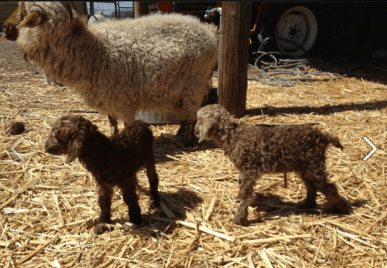 "Another picture of Flower’s twins from this morning. The darker one is a girl. The lighter one is a boy" Fancy Fibers Farm