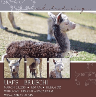 Upright Alpaca Farm, 2013