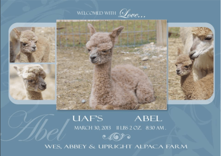 "Welcome sweet Abel!!!! There is a story behind his name... Just last year we lost a beautiful boy named Caine... This little boy that was just born has the same father as Caine and in biblical terms, Abel was the brother of Cain so we found it fitting to name this sweet boy, Abel!! His name also means, "Breath"...  Upright Alpaca Farm, 2013