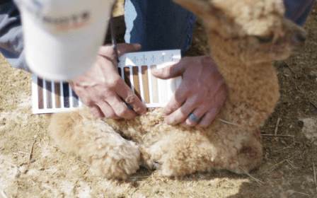 Upright Alpaca Farm, 2013