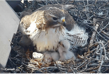 Red Tail Hawk and baby chicks