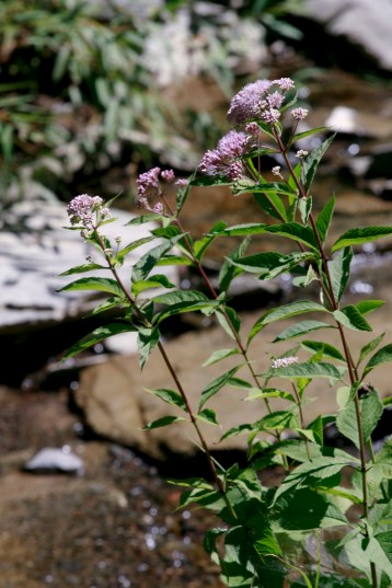 Purple flowers growing on waterbed; Photo Courtesy David Arellanes
