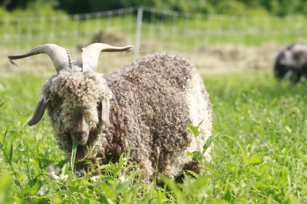 Angora goat grazing; Photo Courtesy David Arellanes