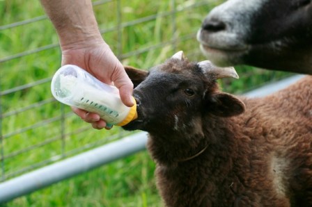 Lamb Butch being bottle fed