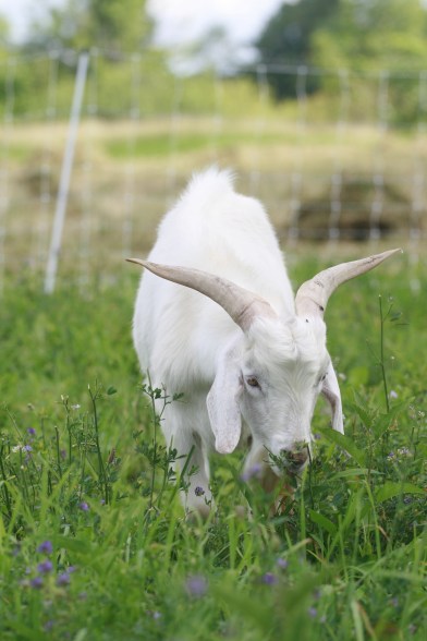 Cashmere goat grazing; Photo Courtesy David Arellanes