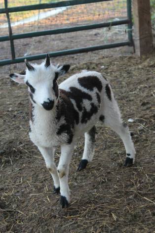 Clinton Jacob Sheep at Spot Hollow Farm