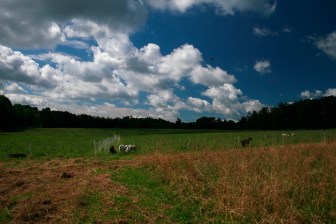 Pasture at Laughing Goat Fiber Farm; Photo Courtesy David Arellanes