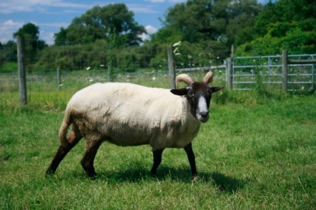 White Hog Island Sheep