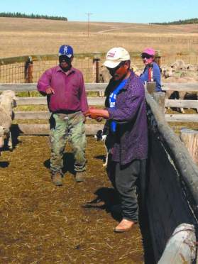 Peruvian shepherds; Photo by Sheridan Little in Tri-State LIvestock News, 2013