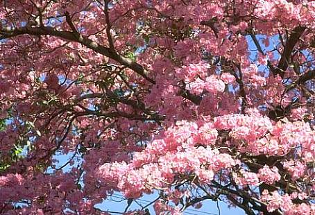 Maquilishuat tree, National tree of El Salvador