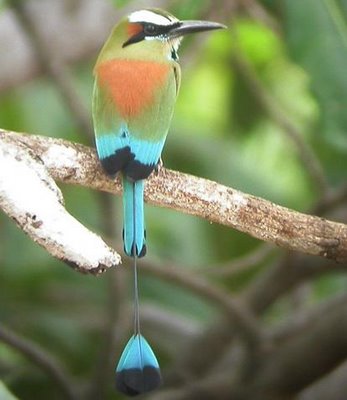 Torogoz, National Bird of El Salvador