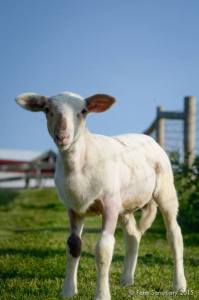 Romy, NY Farm Shelter, Photo by Farm Sanctuary, 2015