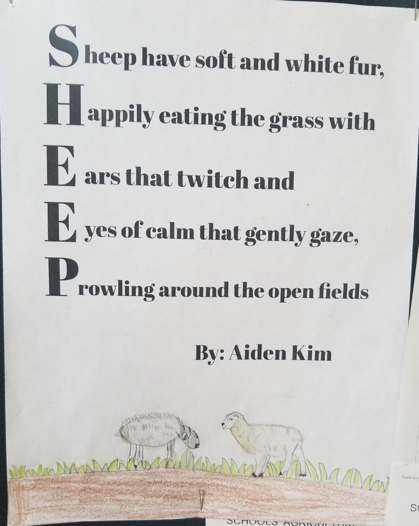 Sheep poetry